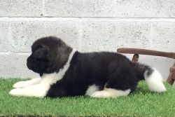 Adorable Akita Puppies For Sale