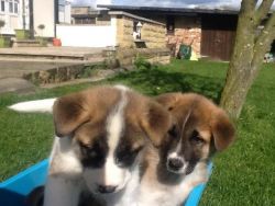 Adorable Akita Puppies Available