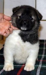 Top Quality Akita Pups Available