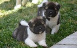 Gracie Akc Female And Male Akita Puppies For Sale