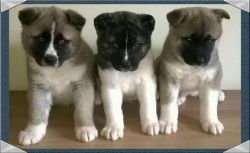 Akita Puppies For Sale (xxx) xxx-xxx0