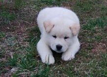 Akita Pups Available In 3 Weeks