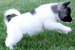 Nice and Healthy Akita Puppies Available