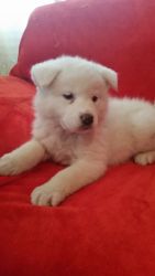 Japanese Akita Puppies For Sale contact now for more details
