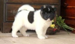 Stunning AKC Akita Puppies For Sale