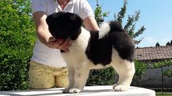 Healthy Akita Puppies For Sale