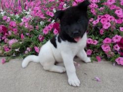 Charming Akita puppies For Sale