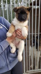 American Akita for stud not for sale