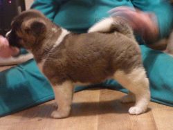 AKITA PUPPIES READY NOW.SPARKY AND SOPHIE TO GO