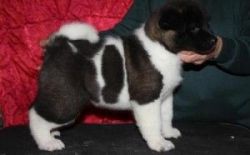 Adorable and very cuddly AKITA puppies,