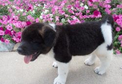 Cute Akita puppies for Sale