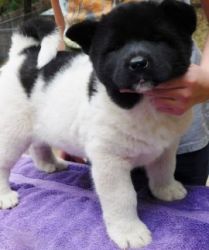 Akita Puppies are ready to go now