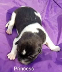 AKC Top line Akita puppy for sale!