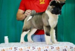 Male and female Akita puppies to offer