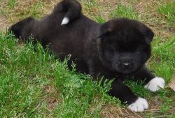 Lovely Akita Puppies For Sale. (xxx) xxx-xxx9
