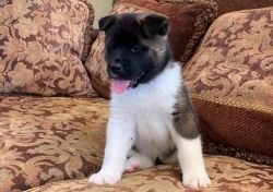 Buster is a male Akita puppies with champions and a Grand Champions