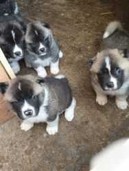 Stunning Akita Puppies Chunky Puppies For Sale