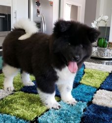 New Littre Of Akita Puppies available