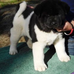 Well Socialized Akita puppies left 2 boys and 3 girls