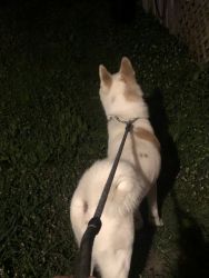 2 year old akita for sale