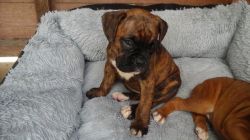 boxer puppy ready now