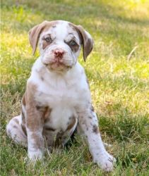 Purebred Alapaha Blue Blood Bulldog puppies for sale