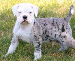 Adorable Male And Female Alapaha Blue Blood Bulldog Puppies,