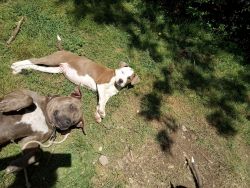 Rare breed blue nose fawn pitbull registered puppys