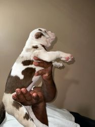 Alapaha Blue Blood Bulldog puppies for sale