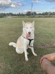 1 year old female husky, full of energy loves to play and run friendly