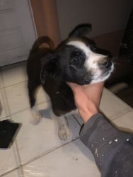 Husky’s mix with lab for sale