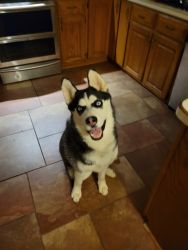 8 month old male husky for sale. $300