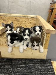 Siberian husky puppies for sale