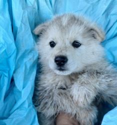 Woolly husky/malamute pups