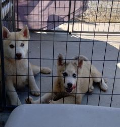 Husky/malamute pups