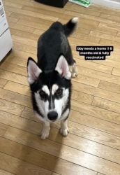 Husky looking for a forever loving home