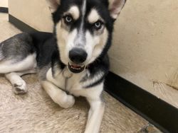 Axel needs a new home
