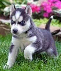 Alaskan Husky puppies for sale (xxx)xxx_xxxx