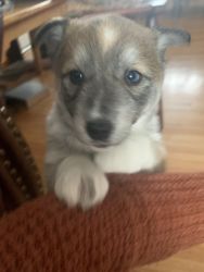Brown Male Shiba Inu with Blue eyes