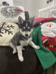 Alaskan Klee Kai puppy for sale xxx-xxx-xxxx