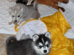 Pure breed alaskan klee kai puppies for sale