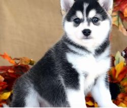 Alaskan Klee Kai puppies for sale.