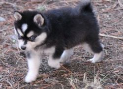 !!!Alaskan Klee Kai Puppies