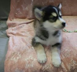Family-raised Alaskan Malamute Puppies. Text: xxx-xxx-xxxx for info