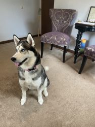 Looking for a great home for a1 year old Husky pup