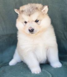 Quality Alaskan Malamute Puppies for sale