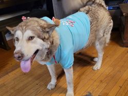 Alaskan Malamute looking for forever home