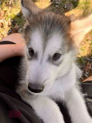 Akc Registered Alaskan Malamute Puppies, Now Available, 9 Weeks Old