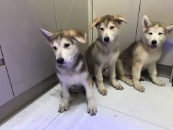 HEALTHY MALAMUTE PUPPIES READY NOW FOR STUD