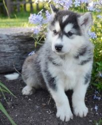 Beautiful Alaskan malamute Puppies For Sale.